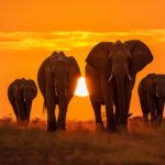 Viral eNews