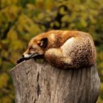asleep