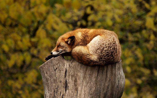 asleep