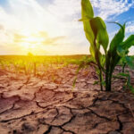 drought