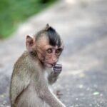 Viral eNews