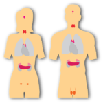 pancreas