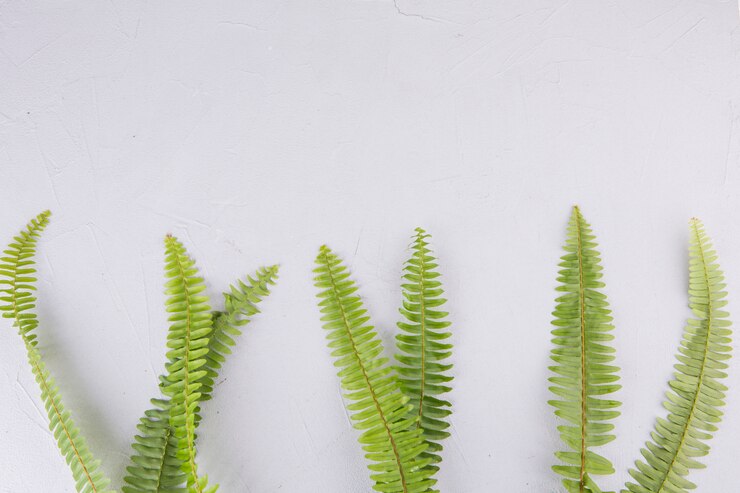 Tiny Fern genome