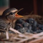 Viral eNews