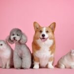pets