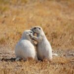 affection