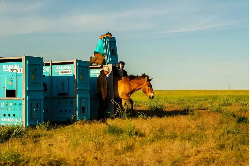 Przewalski's Horses