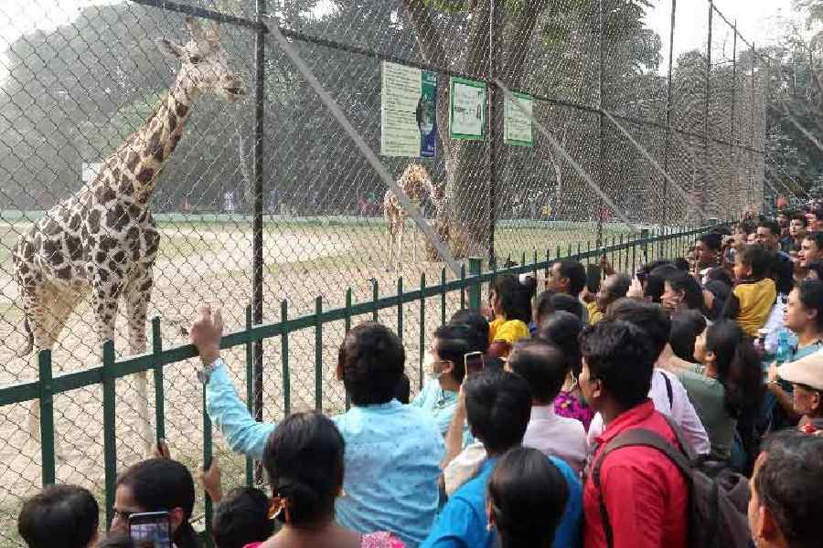 zoo