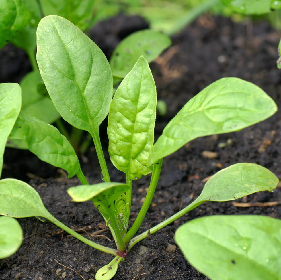 plant
