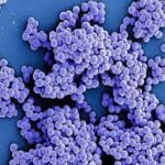 Viral eNews