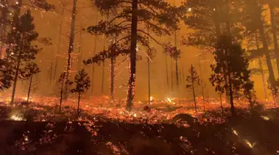 Wildfires