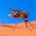 dengue