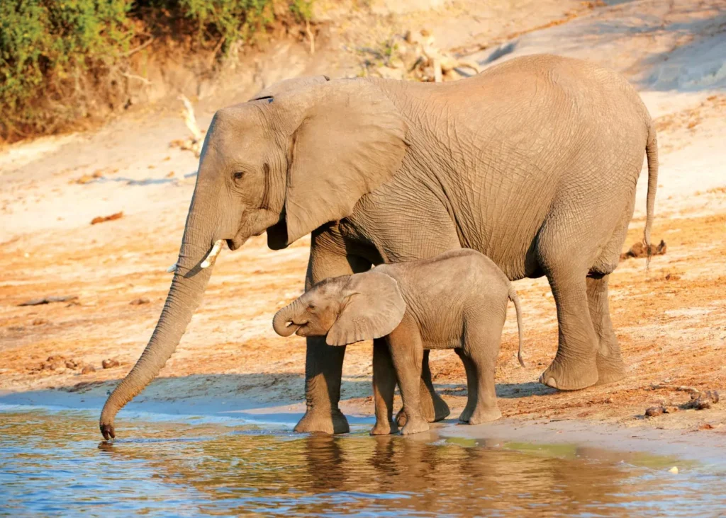 elephants