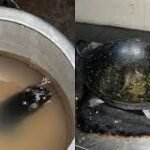 Rats found in IIT Mess