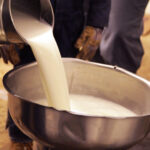 raw milk