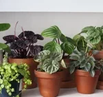 Indore plants