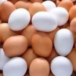 Egg