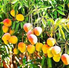 Kesar Mangoes