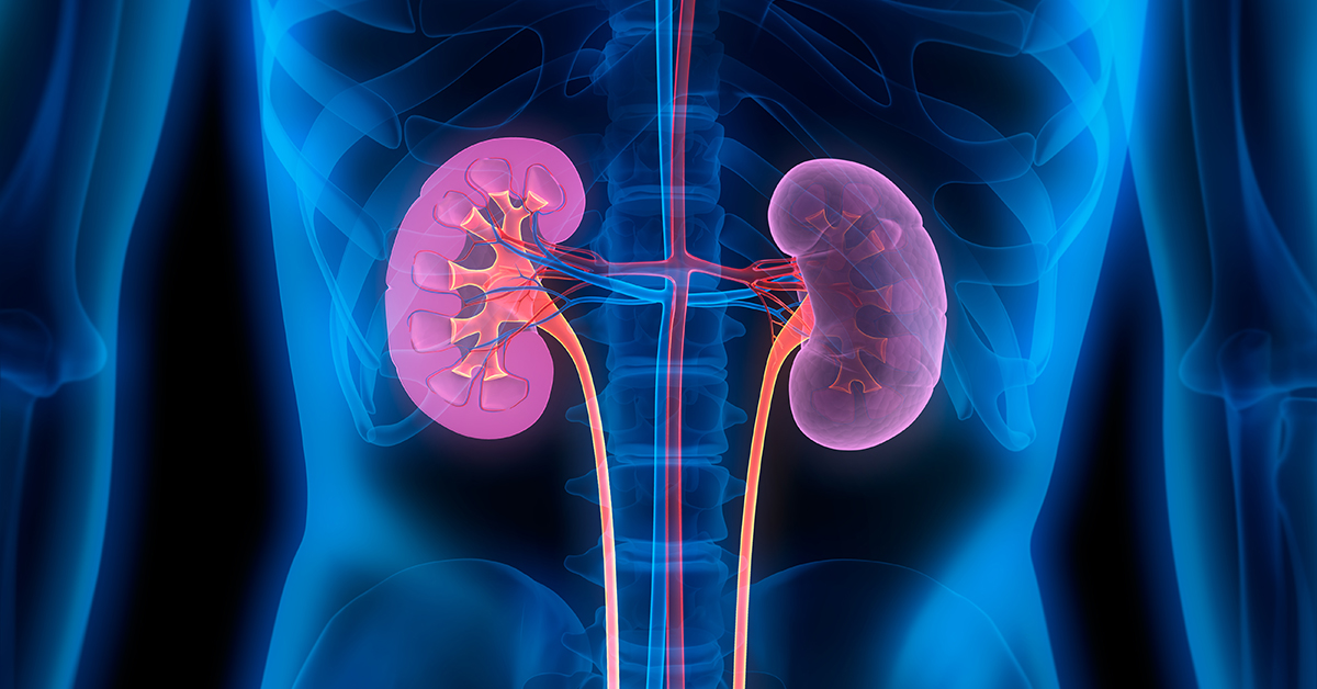 Kidney